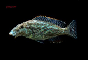 Nimbochromis linni 'Boadzulu Island'