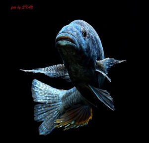 Nimbochromis linni 'Boadzulu Island'