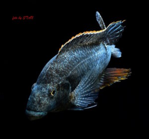 Nimbochromis linni 'Boadzulu Island'