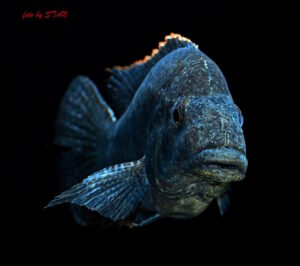 Nimbochromis linni 'Boadzulu Island'