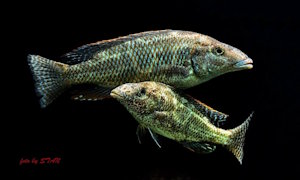 Nimbochromis linni