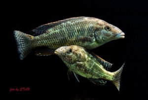 Nimbochromis linni 'Boadzulu Island'