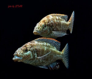 Nimbochromis linni