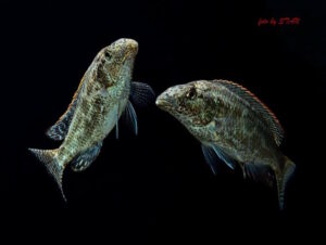 Nimbochromis linni 'Boadzulu Island'