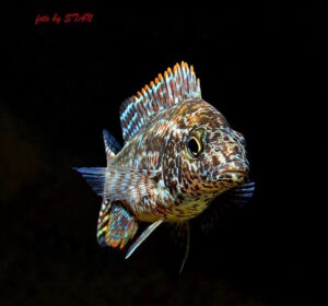 Nimbochromis linni 'Boadzulu Island'
