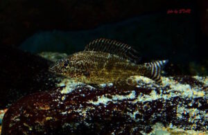 Nimbochromis linni 'Boadzulu Island'