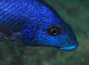 Nimbochromis linni Arten