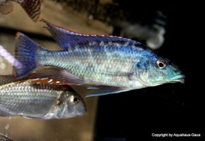 Nimbochromis linni 'Chizumulu Island''Chizumulu Island' Nimbochromis linni 'Chizumulu Island'