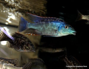 Nimbochromis linni 'Chizumulu Island'
