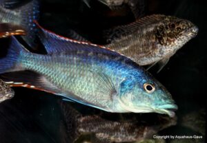 Nimbochromis linni 'Chizumulu Island'