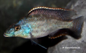 Nimbochromis linni 'Magunga'