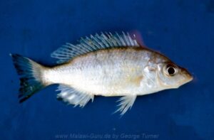 Placidochromis acuticeps 'South East Arm'
