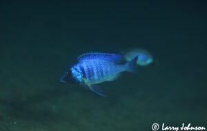Placidochromis electra 'Border'