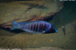 Placidochromis-Arten-Galerie