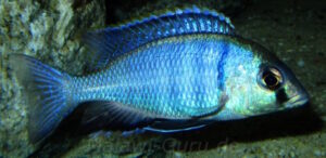 Placidochromis electra