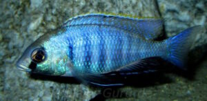Placidochromis electra 'Fort Maguire'