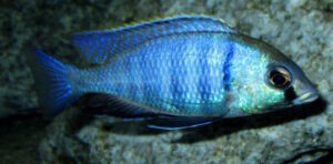 Placidochromis electra Arten