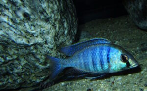 Placidochromis electra