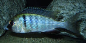 Placidochromis electra 'Fort Maguire'