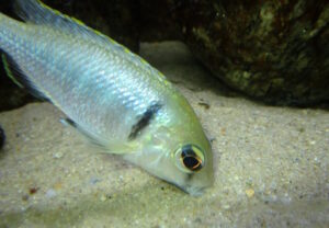 Placidochromis electra 'Fort Maguire'
