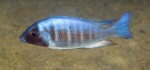 Placidochromis electra 'Gome'