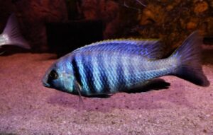 Placidochromis electra