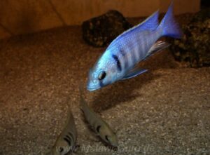 Placidochromis electra 'Likoma Island'