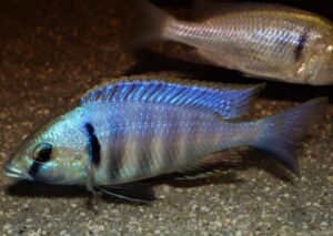 Placidochromis electra 'Likoma Island'