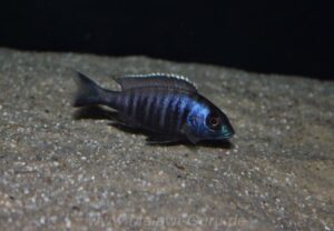 Placidochromis electra 'Liwani'