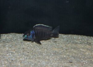 Placidochromis electra 'Liwani'