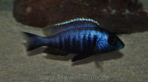 Placidochromis electra 'Liwani'