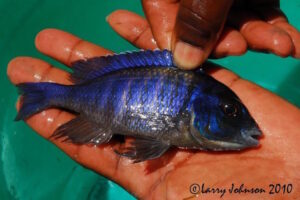 Placidochromis electra 'Liwani'