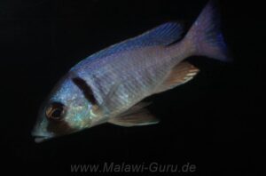Placidochromis electra 'Londo'