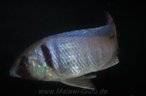 Placidochromis electra 'Londo'