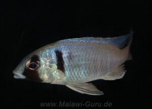 Placidochromis electra 'Londo'