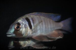 Placidochromis electra 'Londo'