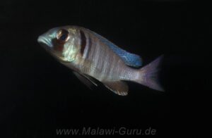 Placidochromis electra 'Londo'