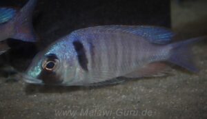 Placidochromis electra 'Londo'