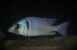 Placidochromis electra 'Londo'