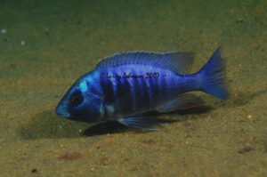 Placidochromis electra 'Malopa'