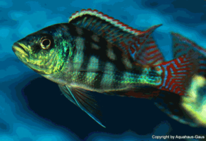 Placidochromis johnstoni 'Mbamba Bay'