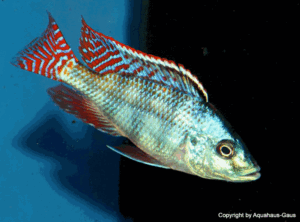 Placidochromis johnstoni 'Mbamba Bay'