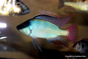 Placidochromis johnstoni 'Mbamba Bay'