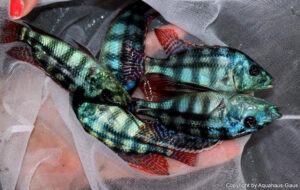 Placidochromis johnstoni