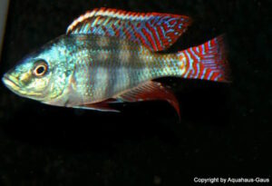 Placidochromis johnstoni 'Mbamba Bay'
