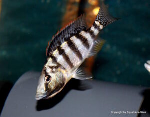 Placidochromis johnstoni 'Mbamba Bay'