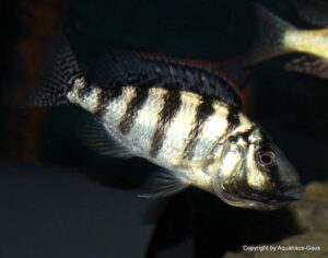 Placidochromis johnstoni