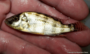 Placidochromis johnstoni 'Mbamba Bay'