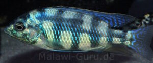 Placidochromis johnstoni 'Metangula'
