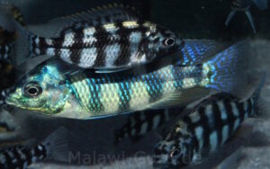 Placidochromis johnstoni 'Metangula'